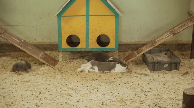 Group of cute fluffy rabbits sleeping and grooming each other in a cozy enclosure with a wooden house and sawdust bedding, showcasing their gentle and social behavior as domestic pets. Slow motion, 4K