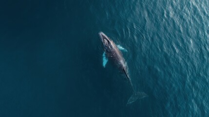 Fototapeta premium Aerial View of Humpback Whale Swimming