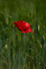 Obraz premium Single red poppy flower in a green field closeup