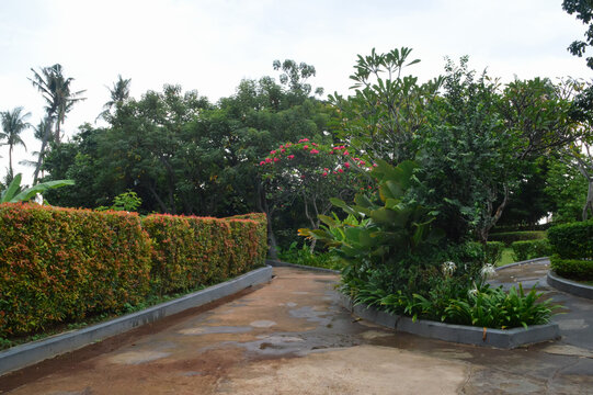 A concrete walking path splits through a lush garden decorated with colorful hedges, palm trees, and various tropical green foliage.