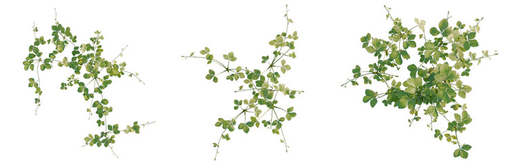 Duchesnea indica tree plan, top view, cutout, transparent background, isolate, Delicate Green Vine Branch with Tiny Leaves, Detailed Nature Texture, Floral Pattern © Peter Hai