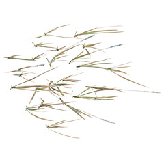 Fototapeta premium Imperata cylindrica tree plan, top view, cutout, transparent background, isolate, Delicate texture of dry grass stalks, closeup of field vegetation, botanical detail
