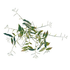 Obraz premium Oplismenus compositus tree plan, top view, cutout, transparent background, isolate, Delicate fern leaf close-up, detailed texture, nature's artistry, botanical detail, lush greenery.