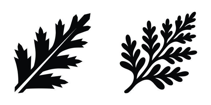 Cedar Leaf icon silhouette vector isolated illustration design