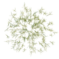Fototapeta premium Pogonatherum crinitum tree plan, top view, cutout, transparent background, isolate, Delicate green fern leaves, detailed close-up, nature background, botanical element, springtime