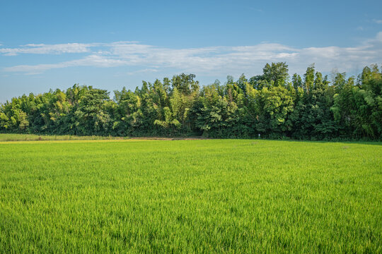 夏の埼玉県滑川町・青々と広がる水田と竹林の田園風景