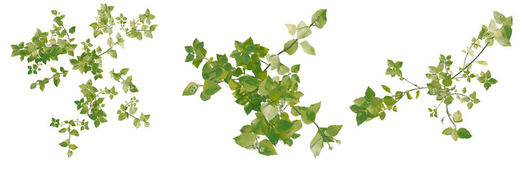 Stellaria media tree plan, top view, cutout, transparent background, isolate, Delicate green plant leaves with a soft focus background, perfect for nature themes. © Peter Hai