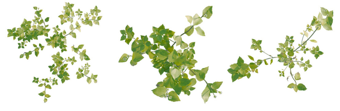 Stellaria media tree plan, top view, cutout, transparent background, isolate, Delicate green plant leaves with a soft focus background, perfect for nature themes.