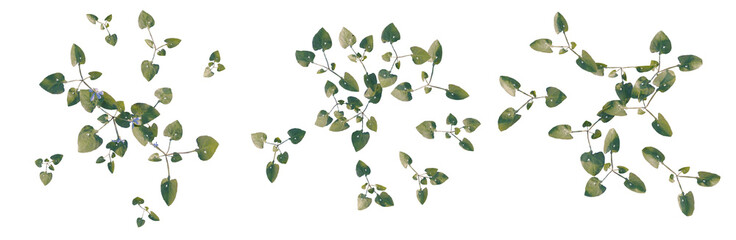 Obraz premium Viola inconspicua tree plan, top view, cutout, transparent background, isolate, Delicate green leaves pattern, natural botanical background, floral design element, seamless texture