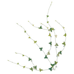 Zehneria indica tree plan, top view, cutout, transparent background, isolate, Vibrant green ivy leaves with delicate flowers, perfect for natural and botanical design elements. © Peter Hai