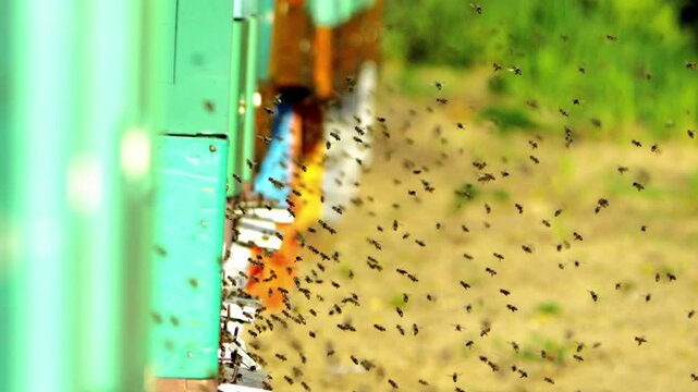 Bees Flying Around a Colorful Beehive Entrance close-up view of many honey bees flying around the entrance of a colorful beehive in a natural apiary.