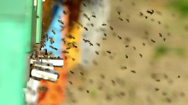 Bees Flying Around a Colorful Beehive Entrance close-up view of many honey bees flying around the entrance of a colorful beehive in a natural apiary.