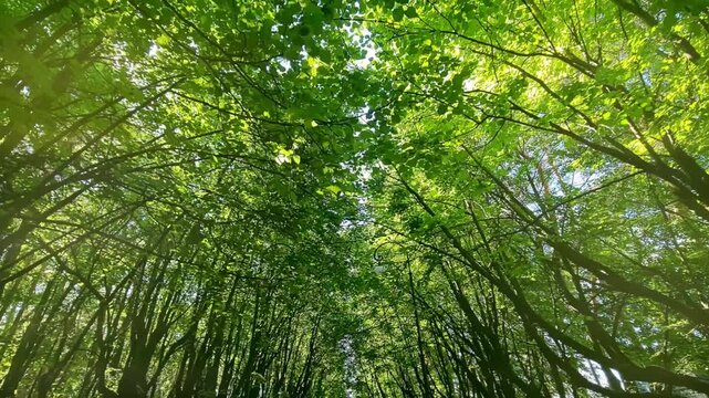 Sunlit Green Forest Canopy with Tall Trees