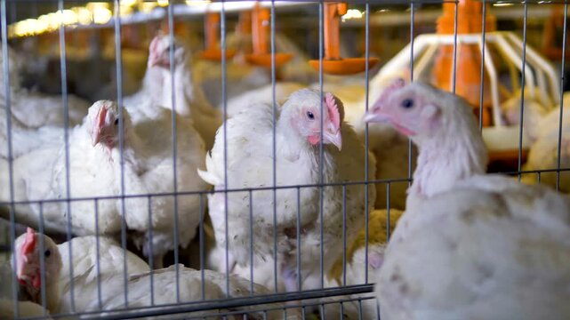 White chickens in cages at indoor poultry farm