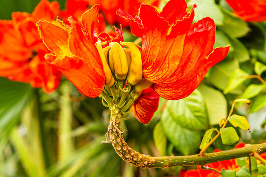 Spathodea campanulata pertenece a la familia Bignoniaceae.
