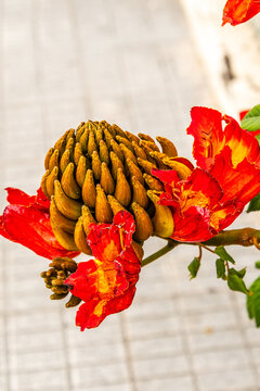 Spathodea campanulata pertenece a la familia Bignoniaceae.