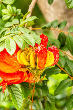 Spathodea campanulata pertenece a la familia Bignoniaceae.