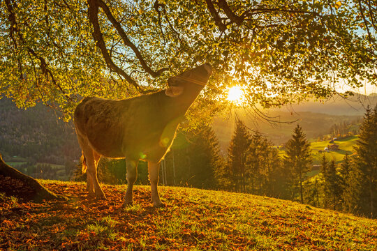 Allg&auml;u - Kuh - Sonnenuntergang - Herbst - Baum