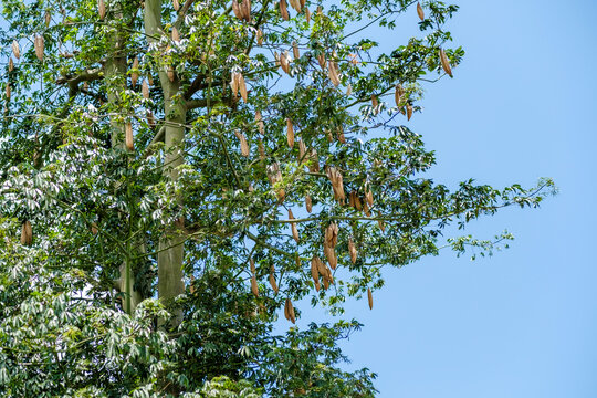 Majestic kapok tree with vibrant green foliage reaching towards a bright blue sky, showcasing the beauty and resilience of nature's giants, a symbol of strength and serenity.