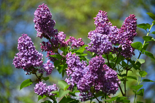 Blooming lilac branches lush inflorescences of lilac-purple hue flowers bush close-up flora nature