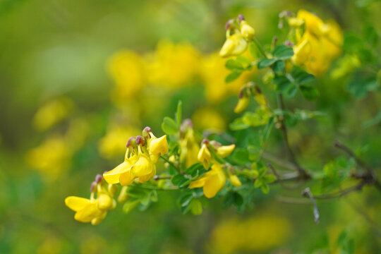 Bushy elm Scorpion senna Bright yellow butterfly-shaped buds legume plant flora nature