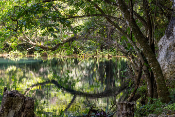 a long old tree hanging over a pond in the the dudu park, dominican republic © A.N.Foto