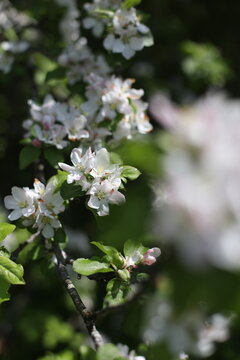 Branches of blossoming apple tree macro with soft focus on gentle light nature background in sunlight with copy space. Beautiful floral image of spring nature panoramic view