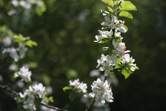 Branches of blossoming apple tree macro with soft focus on gentle light nature background in sunlight with copy space. Beautiful floral image of spring nature panoramic view