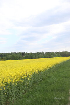 Country road and rape field, horizon and blue sky. A field of yellow flowers with a blue sky in the background