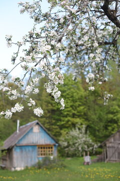 garden with flowering trees and green lawn. picturesque rural nature in countryside in May, spring. Scenic image of trees in charming garden in spring time. Photo wallpaper. Beauty of earth.