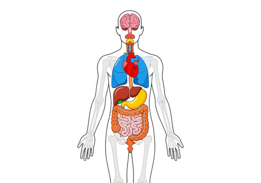 The human body illustrates internal organs including brain, heart, lungs, stomach and intestines.