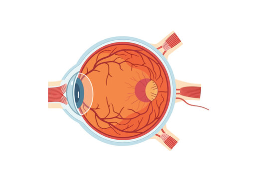 The human eye displays its internal anatomy with visible blood vessels and optic nerve in a medical illustration.