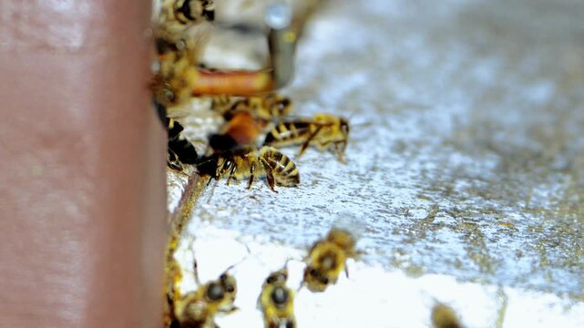 Honey Bees at Beehive Entrance Close Up Close-up view of honey bees at the entrance of a beehive in an apiary. The image shows bees gathering and moving on the hive surface, representing beekeeping