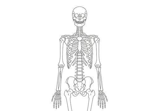 A detailed illustration of a human skeleton standing upright showing bones.
