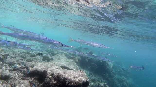 The trumpetfishes are three species of highly specialized, tubularly-elongated marine fishes in the genus Aulostomus, of the monogeneric family Aulostomidae. 