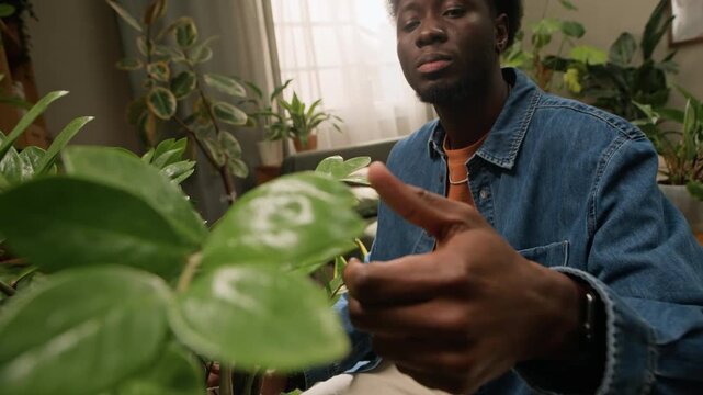 Handheld shot of young Black man bringing potted Zamioculcas zamiifolia plant and inspecting its leaves while taking care of indoor garden with lots of green houseplants in modern living room
