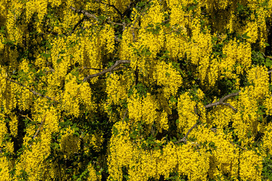 Colourful laburnum flowers on a sunny spring day