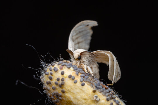 Silkworm Moth  (Bombyx mori)
Extreme macro photograph of Bombyx mori with cocoon and eggs, highlighting the fine wing scales, feathery antennae, and dense body hairs against a dark background. The dom
