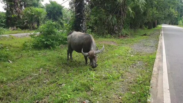 Water buffalo grazing on the roadside in Cambodia rural countryside