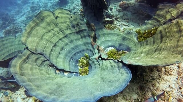 Cabbage coral in the underwater of Apra Harbor, Guam