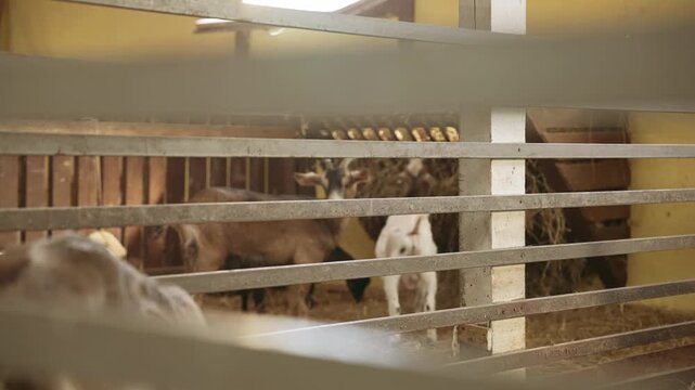 Domesticated goats standing inside a farm barn enclosure, with a curious kid looking towards the camera, showcasing livestock breeding and dairy production in a rural setting. Slow motion, 4K