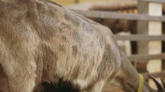 Slow motion close up of a skinny goat's rib cage moving in and out as it breathes inside a farm pen, showing its emaciated condition and detailed brown and grey fur texture. Slow motion, 4K