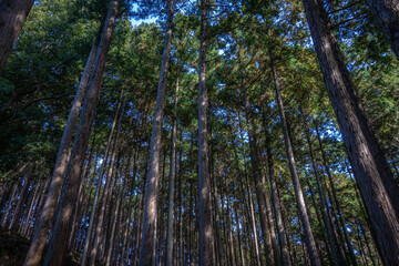 Fototapeta premium 埼玉県日和田山の秋の陽光が差し込む美しい杉林の森の風景