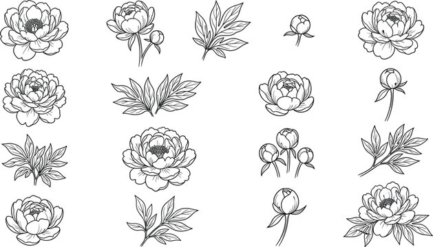Hand drawn peony flower line art vector set with botanical leaf blossoms buds and branches for wedding pattern