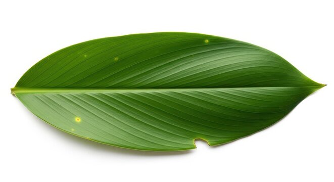 Single Vibrant Green Turmeric Leaf Isolated on White Background for Botanical and Herbal Medicine Design