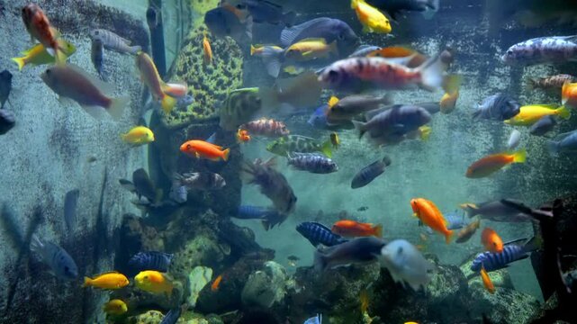 Crowded aquarium tank filled with vibrant, colorful African cichlids swimming actively around large rocks and sandy substrate in crystal clear blue-tinted water
