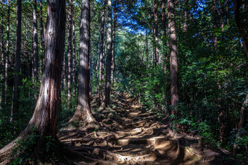 Fototapeta premium 埼玉県日高市・日和田山の木の根道。杉林に光が差す登山道