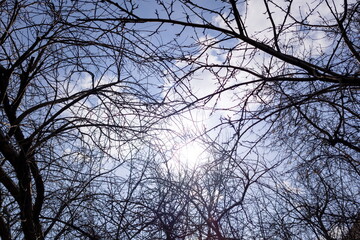 Obraz premium Sun shining brightly through intricate network of leafless tree branches against blue sky with scattered clouds during daytime in winter or early spring season.