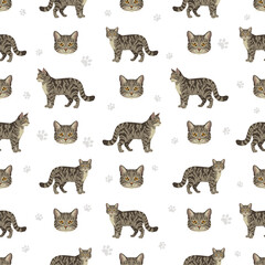 Fototapeta premium European wild cats. European wildcat seamless pattern. Vector illustration