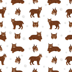 Fototapeta premium European wild cats. Iberian lynx seamless pattern. Vector illustration
